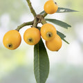 Big Jim White Loquat Scions – 3 Cuttings for Grafting, Sweet Loquat Variety, Eriobotrya japonica, Fast Growing