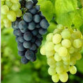 Sweet Grape Vine Cutting in Pot, Seedless Green Vitis vinifera, Fruit Garden Plant, Live Grape Starter Plant