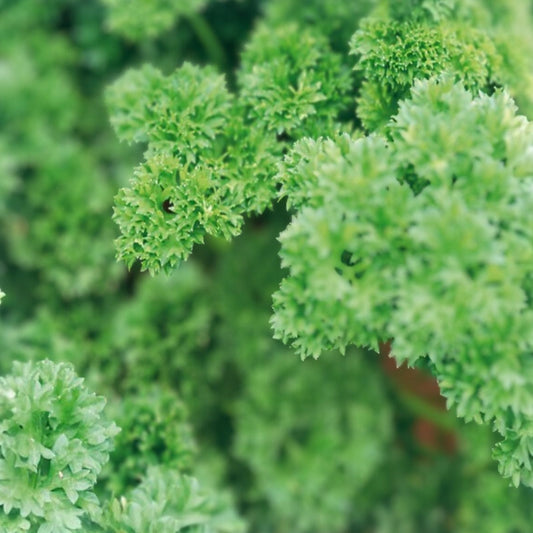 Heirloom Moss Curled Parsley Seeds – Organic Non-GMO Herb Seeds for Cooking & Gardening, Petroselinum crispum, 25+ Seeds
