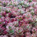 Tricolor Sedum Spurium Variegated Stonecrop Cuttings, Live Succulent, Ground Cover Plant, Easy Care, Variegated Succulent, Fresh Stock