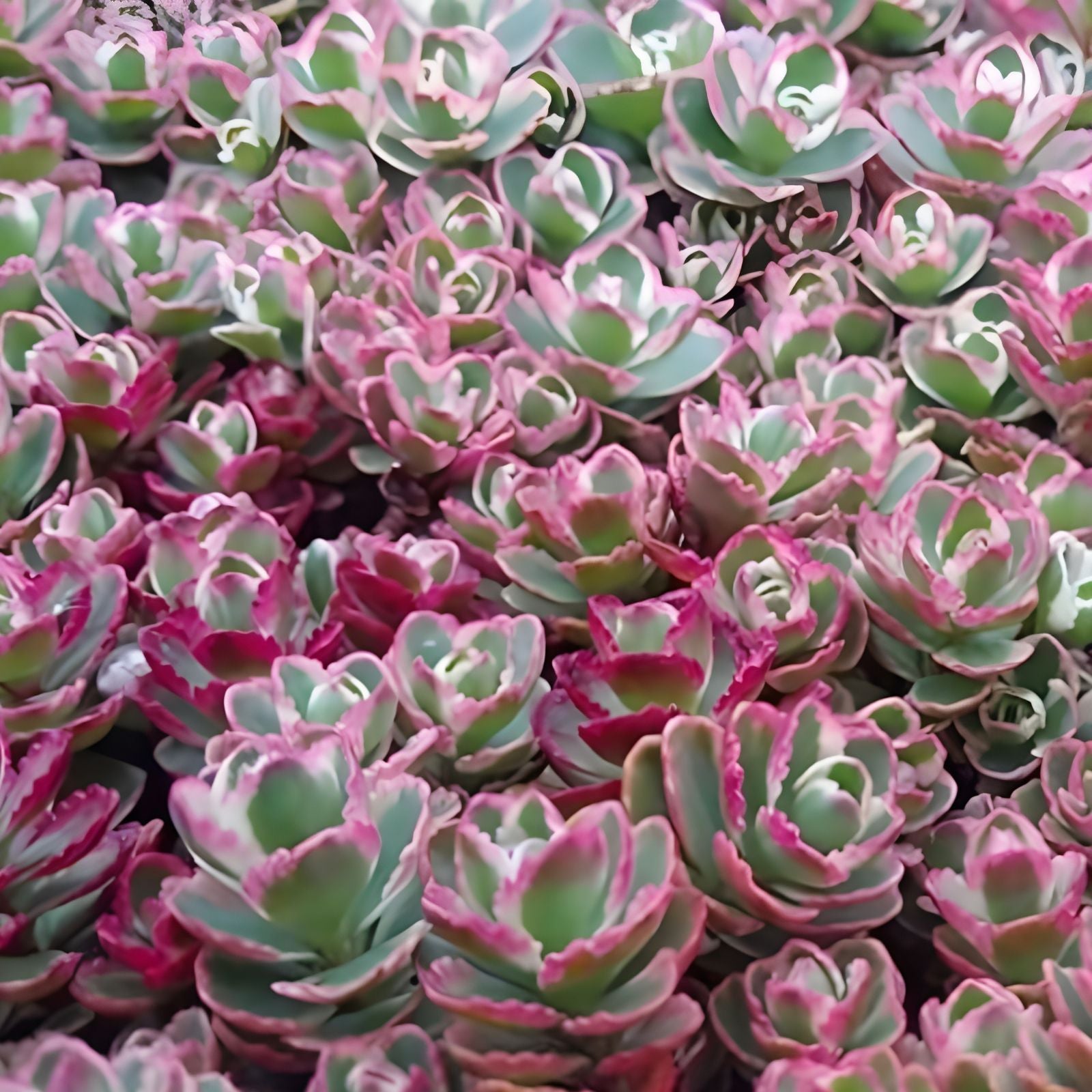 Tricolor Sedum Spurium Variegated Stonecrop Cuttings, Live Succulent, Ground Cover Plant, Easy Care, Variegated Succulent, Fresh Stock