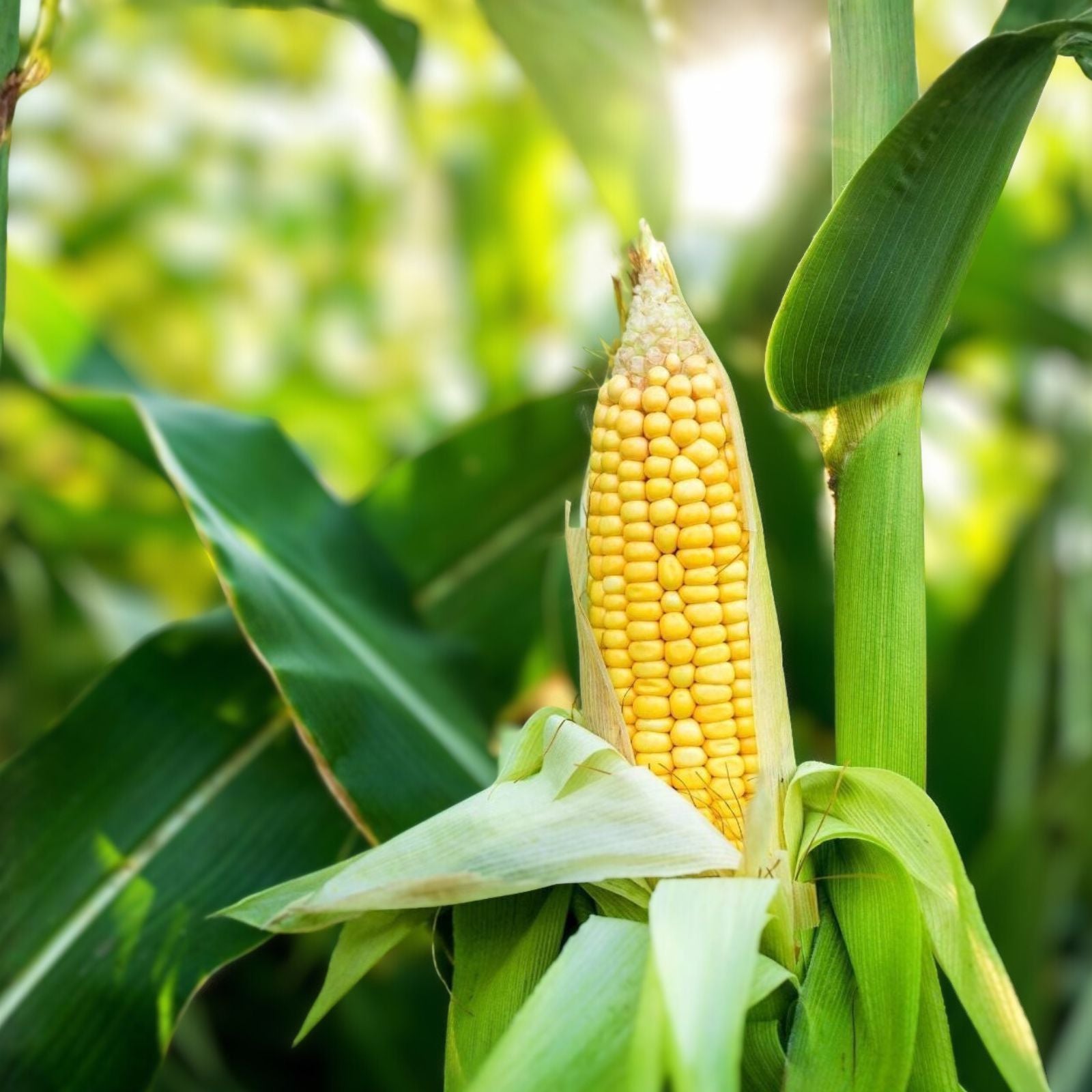 Golden Bantam Sweet Corn Seeds – Heirloom Non-GMO Zea mays, 50+ starter seeds for gardening, farming, and planting