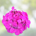 Purple Pink Pelargonium Zonal Geranium Starter Cuttings – Live Indoor Plant, Garden Decor, Houseplant, Zonal Geranium