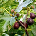Fig Tree Cuttings Ficus carica 9 Varieties including Gen Nero Longue D'Aout Live Plant Starter Bare Root Fruitful Hardy