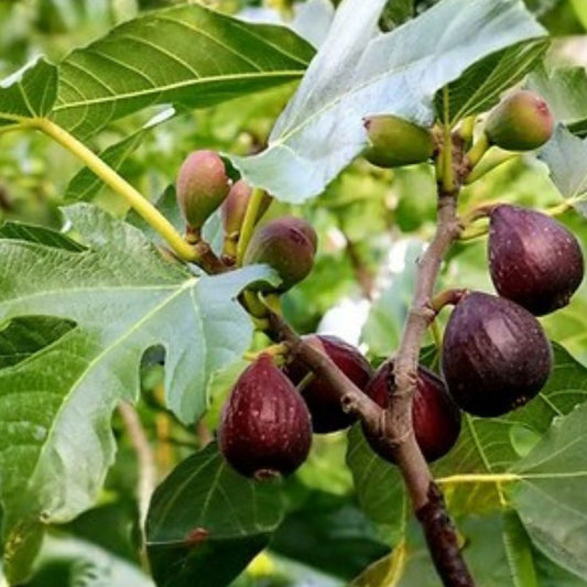 Fig Tree Cuttings Ficus carica 9 Varieties including Gen Nero Longue D'Aout Live Plant Starter Bare Root Fruitful Hardy