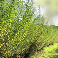 Hybrid Willow Tree 3-6 Feet, Fast Growing Privacy Shade, Austree Willow Salix x pendulina