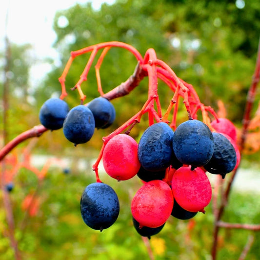 Nannyberry Seeds for Planting – 30 Count – Viburnum lentago Native Fruit Tree Seeds for Gardening and Landscaping