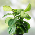 Fiddle Leaf Fig Live Plant Ficus lyrata Indoor Houseplant 10+ Inches Bright Light Tolerant Cutting