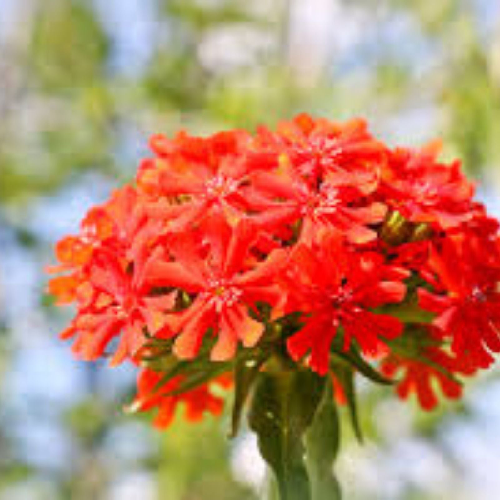 Maltese Cross Flower Seeds 50 Count - Red Perennial Seeds for Garden Planting Lychnis chalcedonica