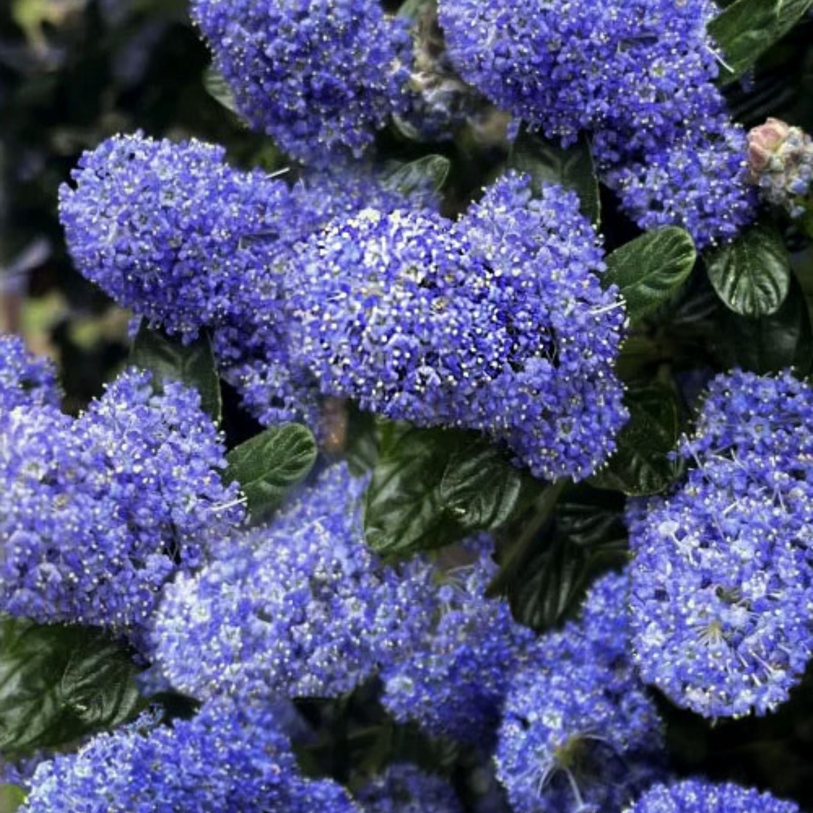 California Lilac Live Plant 12" Ceanothus Purple Fragrant Drought Tolerant Native Garden Shrub