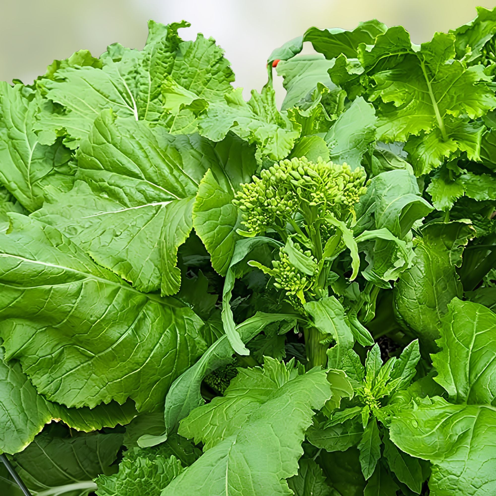Broccoli Raab Seeds - 25+ Heirloom Edible Leafy Greens, Gourmet Vegetable, Brassica rapa subsp. rapa, live plant, starter, cutting, bare root