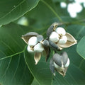 Rare Popcorn Tree Sapling 2-Pack Triadica sebifera White Seed Tree Live Plant Bare Root Starter Tree