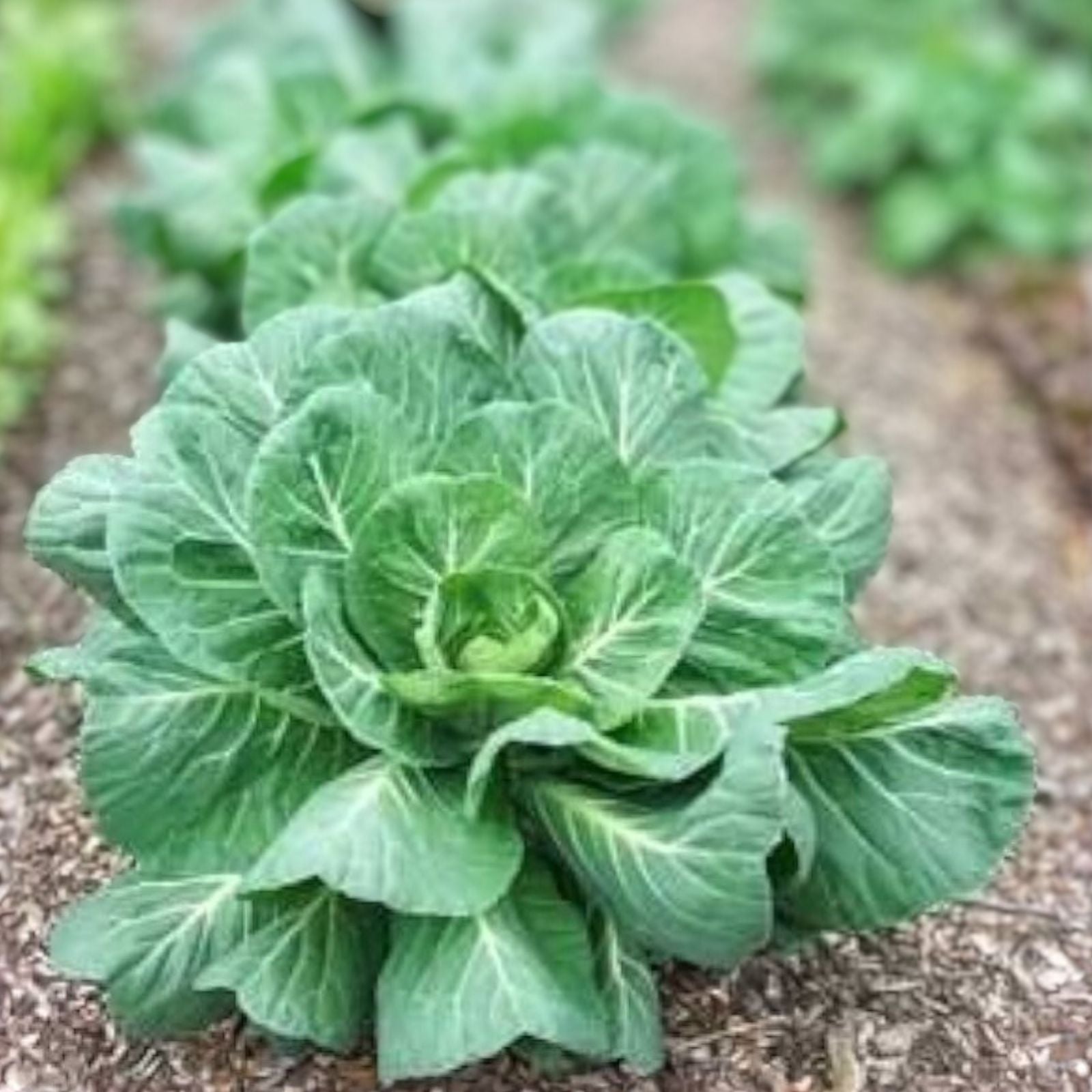 Collard Greens Seeds Vates Variety Heirloom Non-GMO Vegetable Seeds 1000 Pack Brassica oleracea