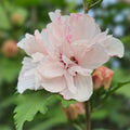 Blushing Bride Rose-of-Sharon Cuttings Hibiscus syriacus Pink Bush Shrub Tree Live Plant Starter