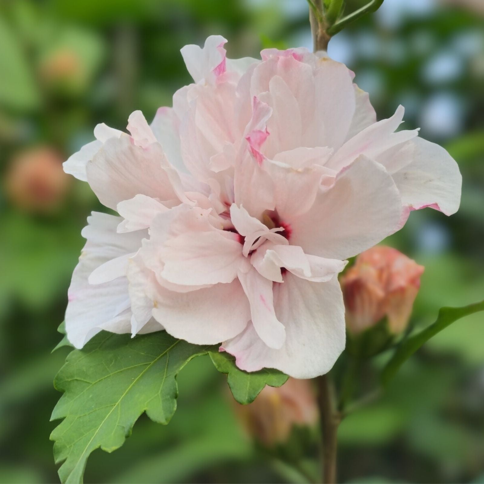 Blushing Bride Rose-of-Sharon Cuttings Hibiscus syriacus Pink Bush Shrub Tree Live Plant Starter
