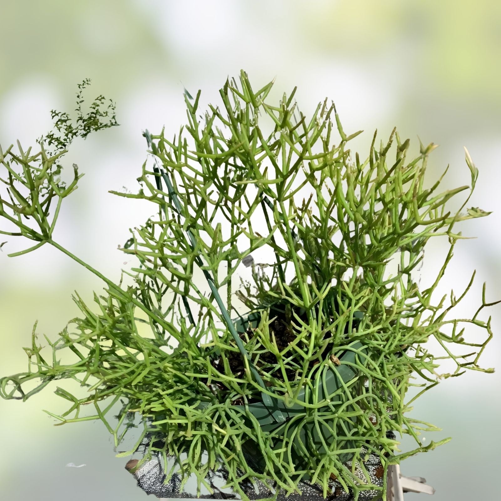 Rhipsalis heteroclada Live Plant Cutting, Rare Orchid Cactus, Indoor Houseplant, Succulent, Unique Plant Decor