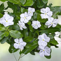 Vinca Seeds 500 Count Sunsplash White Flowering Catharanthus roseus Live Plant Garden Flower Seeds