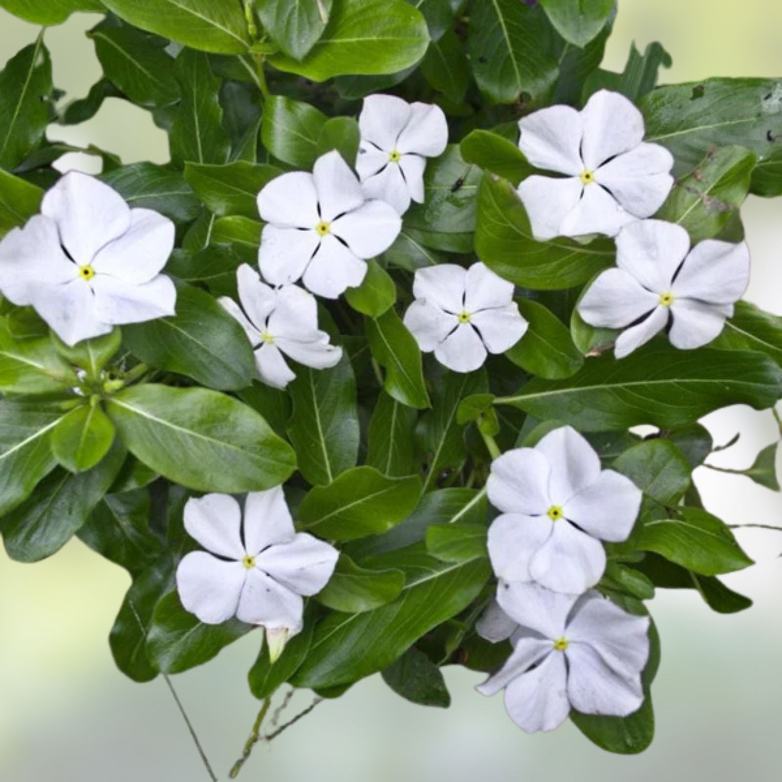 Vinca Seeds 500 Count Sunsplash White Flowering Catharanthus roseus Live Plant Garden Flower Seeds