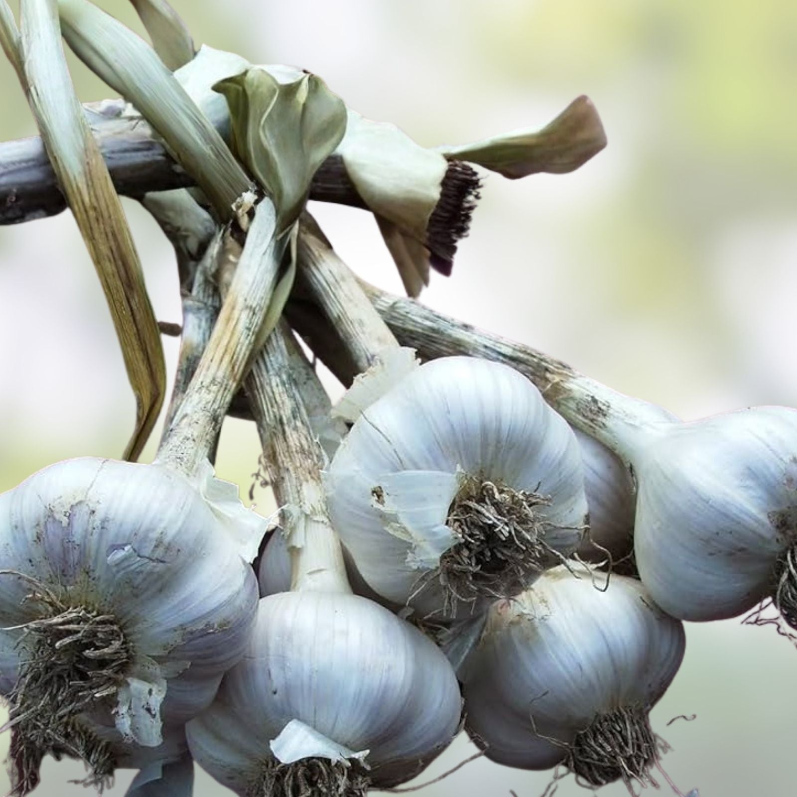 California Softneck Garlic Bulbs 2 Pack | Organic Allium sativum for Planting, Growing, Live Garlic Bulbs