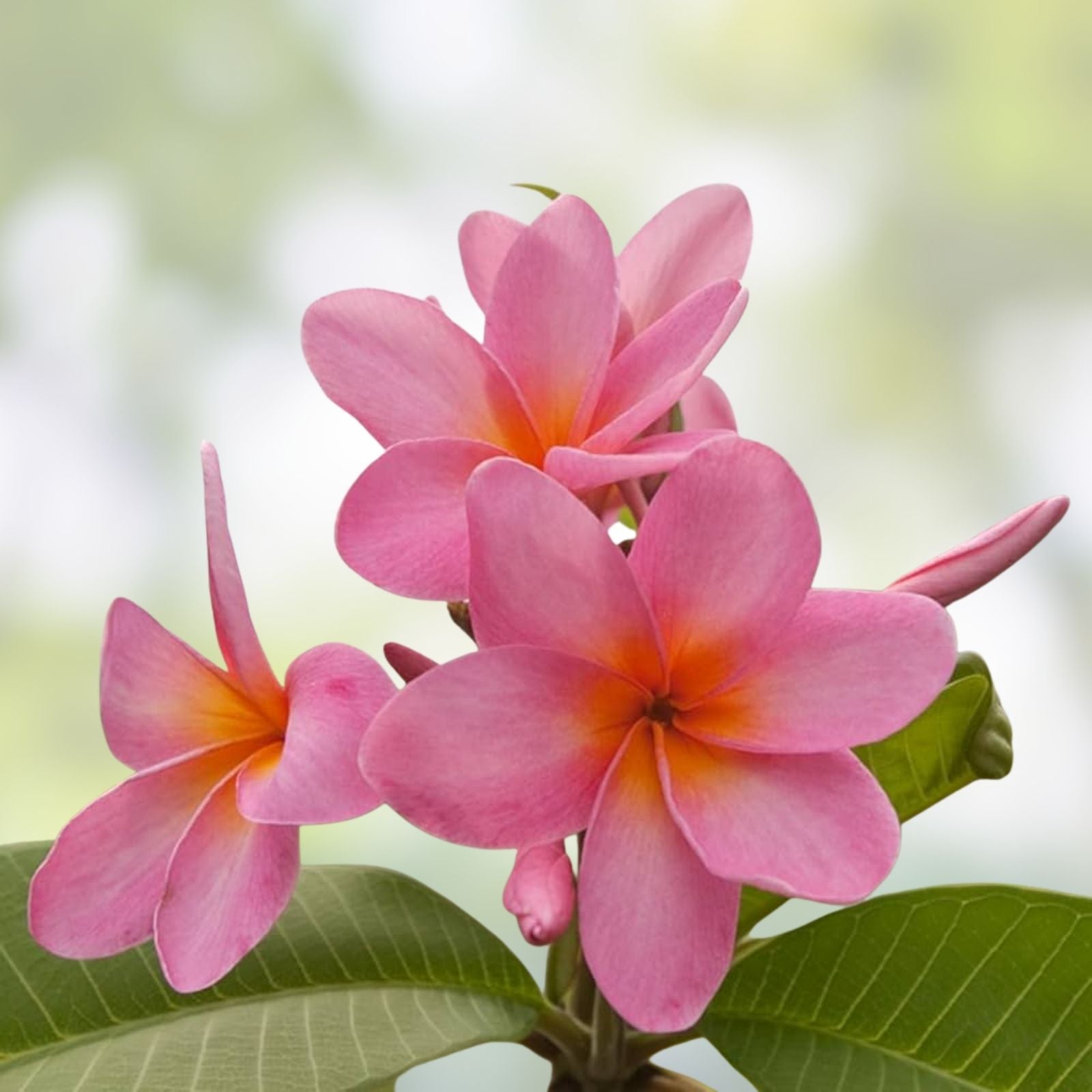 Plumeria Cuttings 8-10" Single Tip, Colorful Frangipani, Live Plant, Houseplant, Starter Plant, Tropical Flower