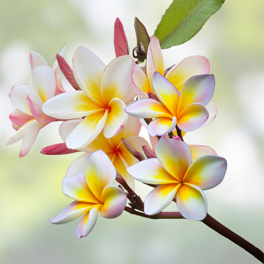 Hawaiian Mellow Plumeria Plants – White Yellow Pink Frangipani Live Starter Cuttings Tropical Garden Houseplant