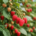 Giant Raspberry Cuttings 10 Pack Unrooted, Gordost Rossii, Home Garden Fruit Plant, Fresh Raspberry Plant Propagation
