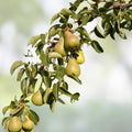 20th Century Pear Cuttings - 4 Yellow Round Crispy Juicy Pyrus communis Fruit Tree Propagation