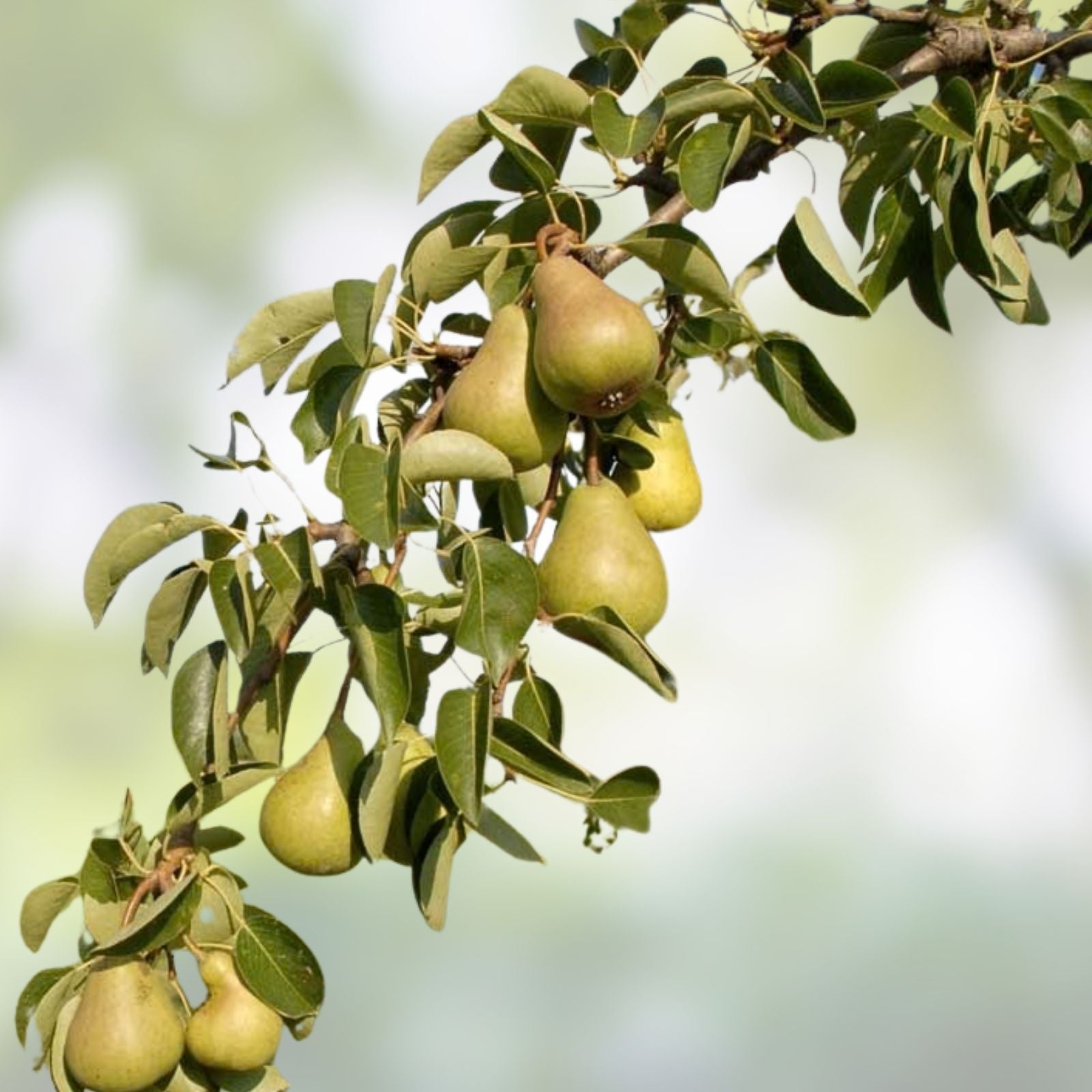 20th Century Pear Cuttings - 4 Yellow Round Crispy Juicy Pyrus communis Fruit Tree Propagation