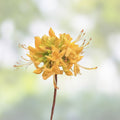 Aromi Azalea Starter Plant Appalachian Gold Rhododendron Deciduous Yellow Blooms Small Houseplant