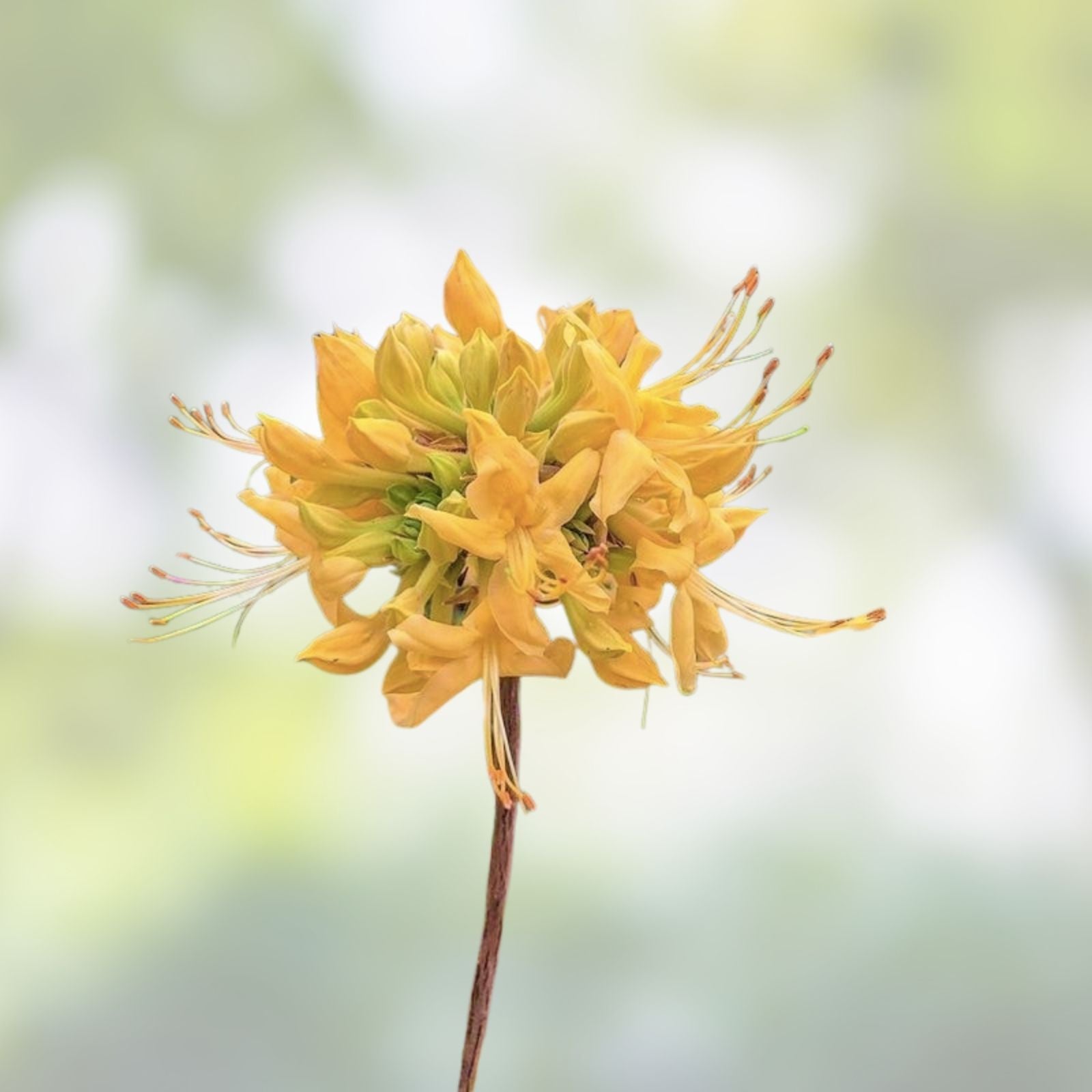 Aromi Azalea Starter Plant Appalachian Gold Rhododendron Deciduous Yellow Blooms Small Houseplant
