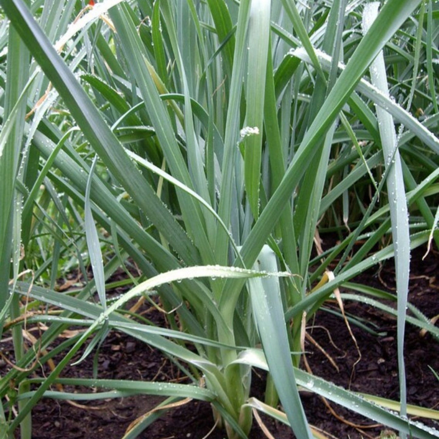 Heirloom Leek Seeds Non-GMO American Flag Allium Ampeloprasum Vegetable Garden Starter Plant