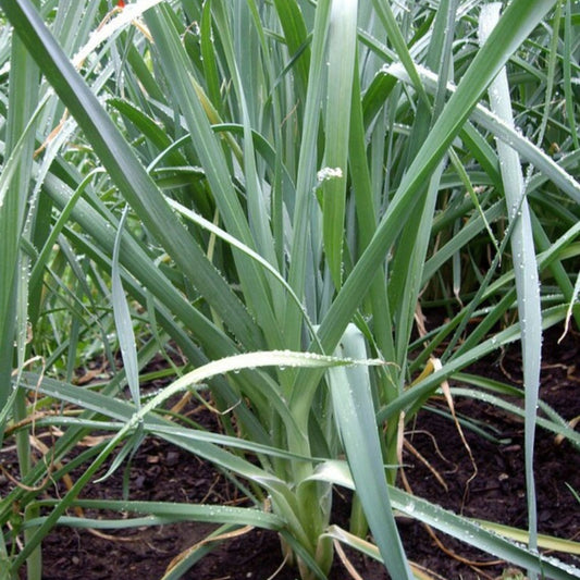 Heirloom Leek Seeds Non-GMO American Flag Allium Ampeloprasum Vegetable Garden Starter Plant
