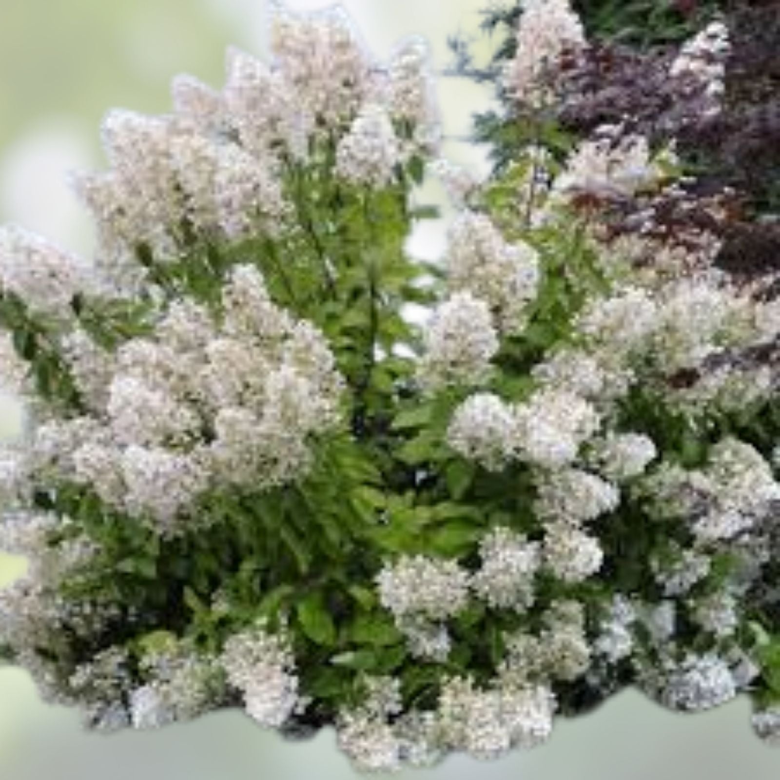 Pee Gee Hydrangea Cuttings - 6 Weeping White Blooms - Hydrangea paniculata Garden Planting Material - New Harvest Quality
