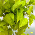 Neon Pothos Cuttings, Lemon Lime Philodendron 'Neon', Indoor Houseplant, Easy Care, Live Plant, Starter, Bare Root, Houseplant