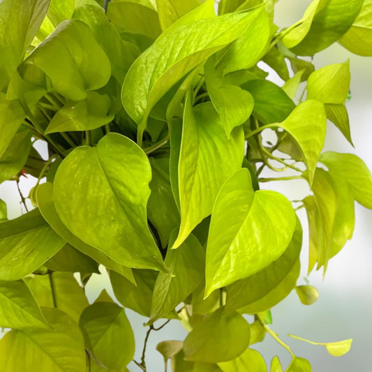 Neon Pothos Cuttings, Lemon Lime Philodendron 'Neon', Indoor Houseplant, Easy Care, Live Plant, Starter, Bare Root, Houseplant