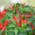 Thai Hot Pepper Seeds 20 Pack Bright Red Capsicum Annuum Chili Pepper Live Plant Cutting Starter