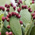 Edible Prickly Pear Pads 5 Count – Opuntia ficus-indica – Cactus Pads for Cooking and Juicing
