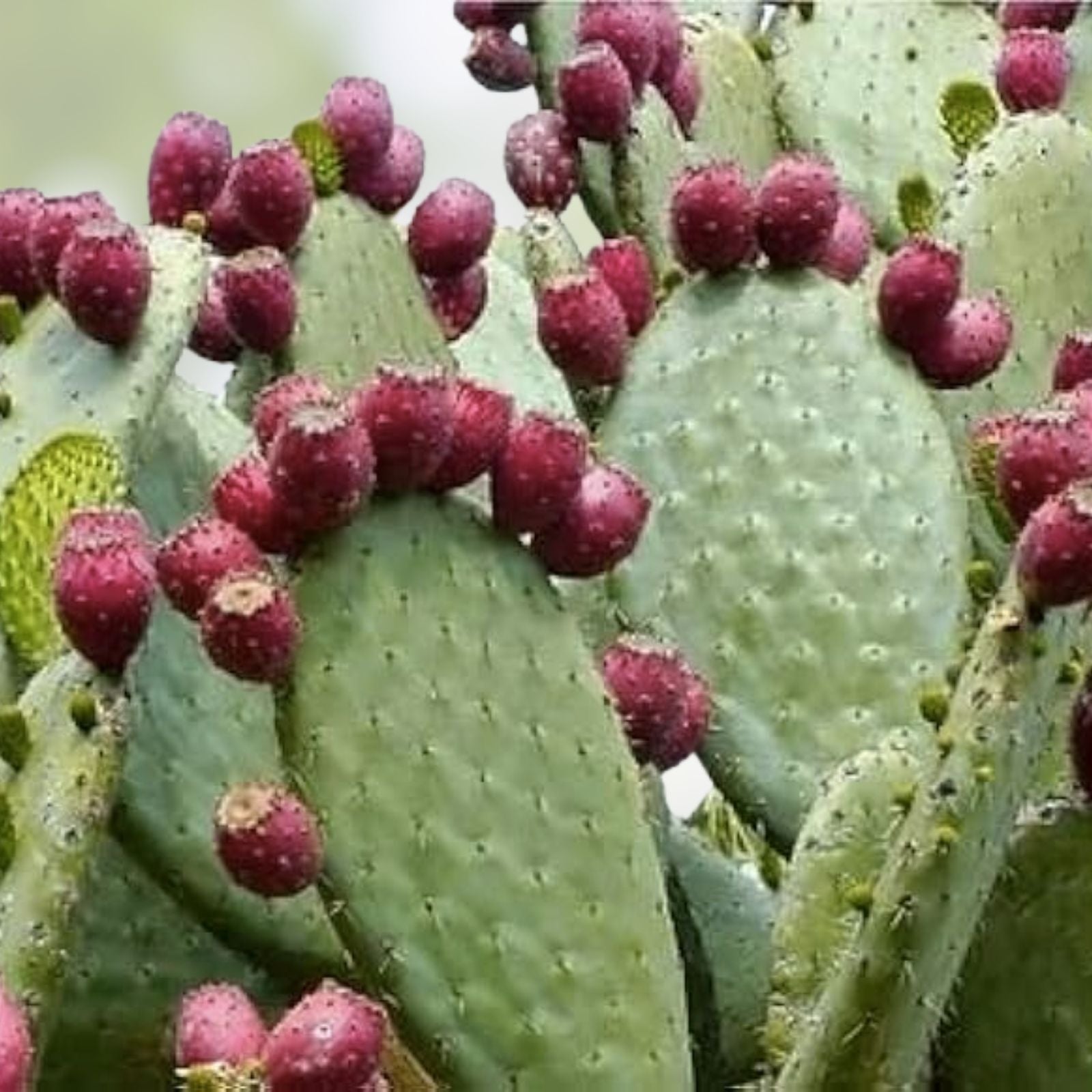 Edible Prickly Pear Pads 5 Count – Opuntia ficus-indica – Cactus Pads for Cooking and Juicing