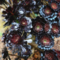 Black Rose Aeonium Cutting, Deep Purple Succulent, Aeonium arboreum Zwartkopf, Live Plant, Houseplant, Starter Plant