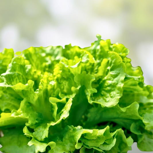 Lettuce Seeds 500 Count Leaf Lettuce Simpson BS Non-GMO Organic Vegetable Seeds for Gardening