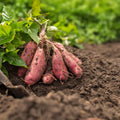 Rooted Sweet Potato Cuttings - 10 Vines for Planting - Ipomoea batatas - Organic Heirloom Garden Starter