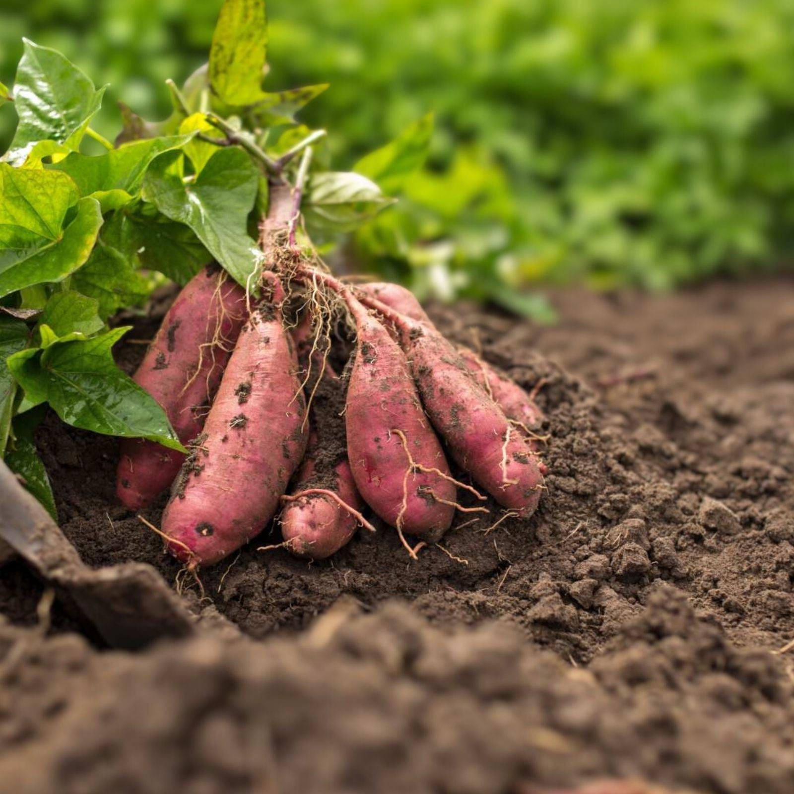 Rooted Sweet Potato Cuttings - 10 Vines for Planting - Ipomoea batatas - Organic Heirloom Garden Starter