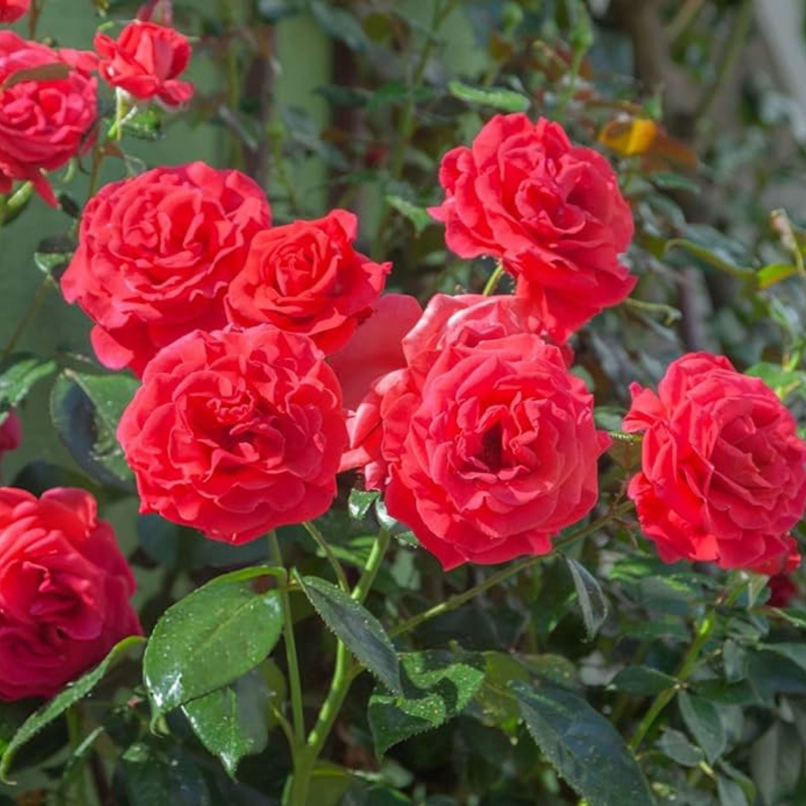 Cherry Red Rose Cuttings 7 Inch | Live Rose Planting Material | Easy to Root Rosa spp. Flowering Garden Plant
