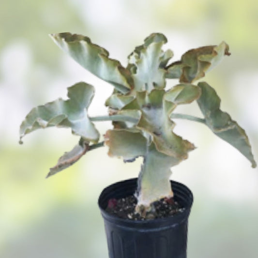 Kalanchoe Beharensis Velvet Elephant Ears Succulent Cutting - Live Indoor Houseplant, Large Leaf, Unique Decor, BloomHavenNursery