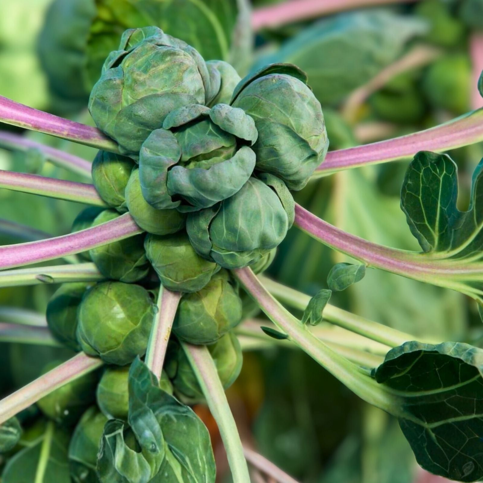 Brussel Sprout Seeds 100 Pack Organic Non-GMO Heirloom Brassica oleracea var. gemmifera Vegetable Seeds