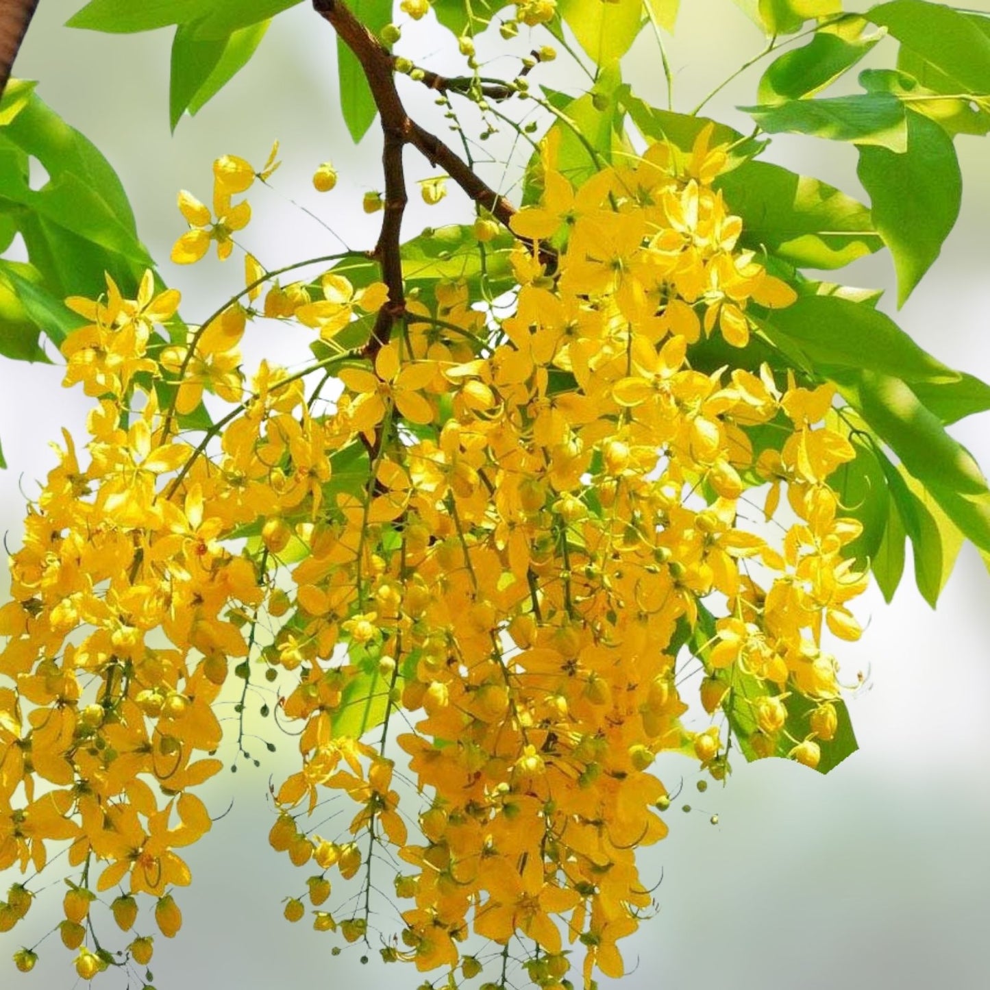 Golden Shower Tree Seeds 30 Pack - Cassia fistula Tropical Flowering Plant with Yellow Blooms, Live Bare Root Seeds