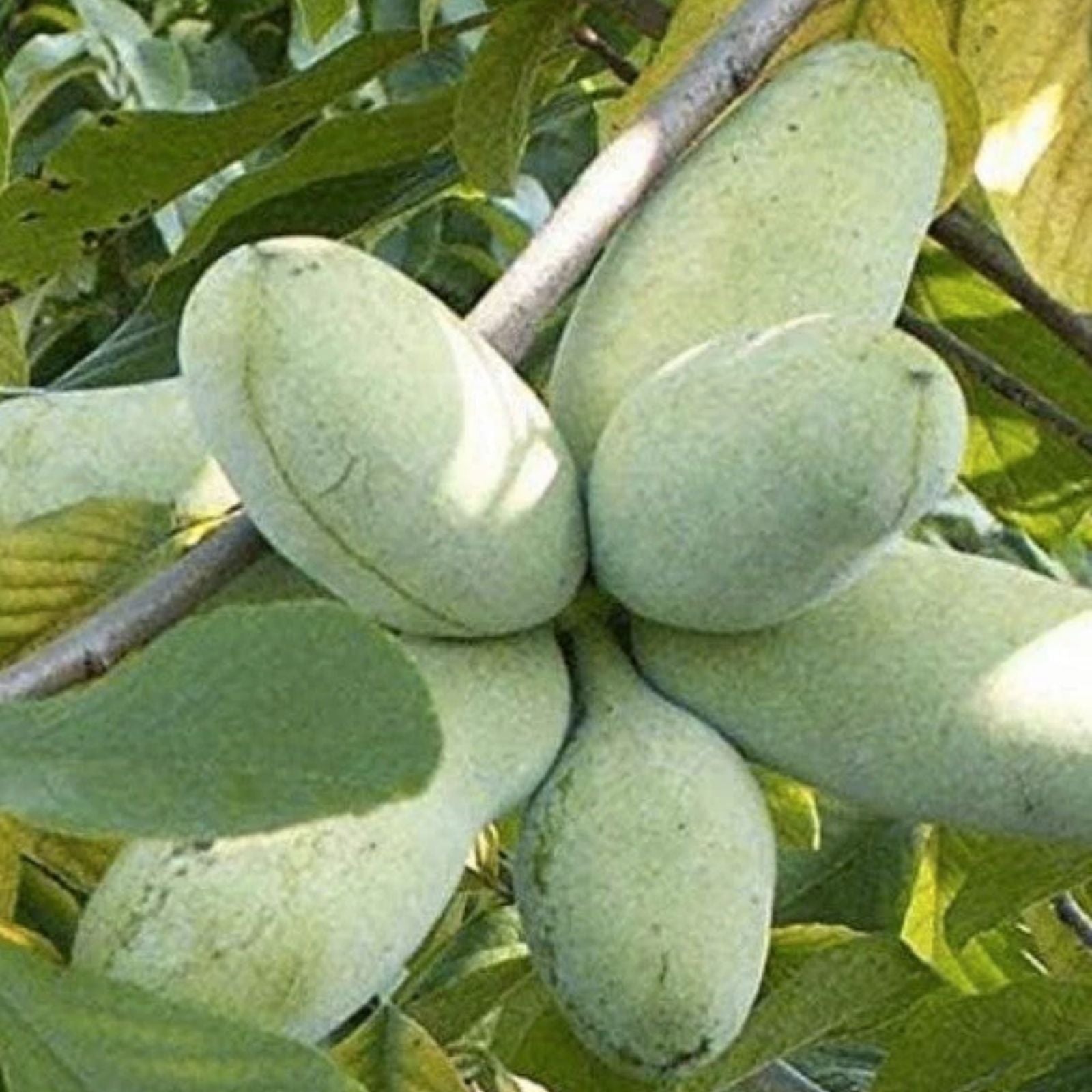 Paw Paw Tree Seeds 5 Pack - Edible Fruit Planting Kit - Asimina triloba - Bonsai Gardening Supplies - Fast Shipping