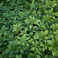 Pachysandra Ground Cover Plants 10 Rooted Cuttings Native Winter Hardy Evergreen Shade Tolerant Pachysandra procumbens