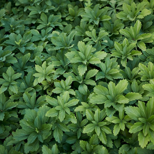 Pachysandra Ground Cover Plants 10 Rooted Cuttings Native Winter Hardy Evergreen Shade Tolerant Pachysandra procumbens