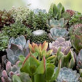 50 Mixed Succulent Cuttings | 25 Varieties Live Plants for DIY Garden Decor, Arrangements, and Crafts